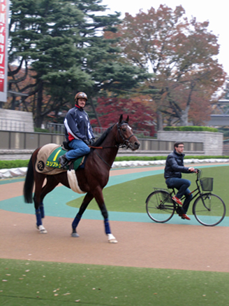 Roger Varian Horses In Training Roger Varian Horses In Training