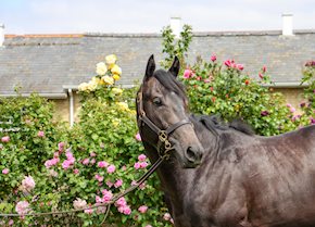 NAZRON scorches home at Lingfield