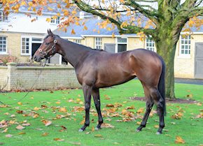 WARREN HILL wins at Lingfield