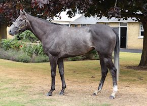 INDALO storms home at Sandown