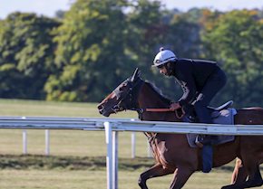 FOX AVATAR cruises home