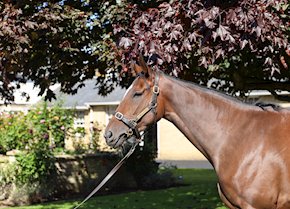 SILENT CITY makes it two from five