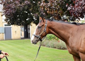 LEADING TIMES makes the perfect Debut