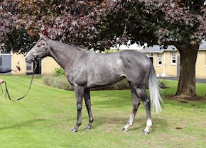 INDALO so close in the Cambridgeshire
