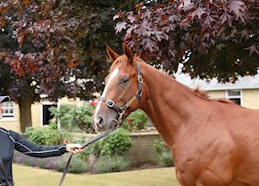 GOLDEN CONQUEROR Impressive at Newcastle