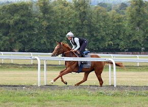 SUPPLICATE looks impressive at Lingfield