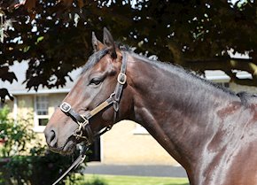 KNIGHTS CHARGE wins maiden at Lingfield