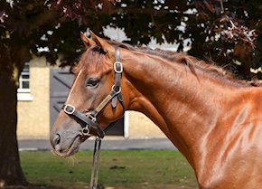 MORBEH gets back to winning ways at Windsor