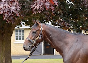 ANTIPODES scores a hat-trick at York