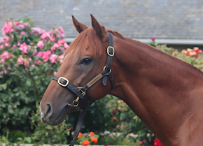 ODOGWU gets off the mark at Salisbury