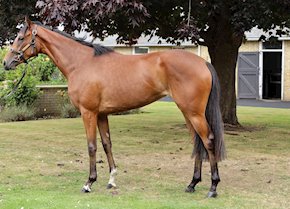 Step up in trip proves the key for SOUND GLORIA