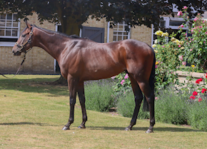 CALICO BLUE conquers Chester again
