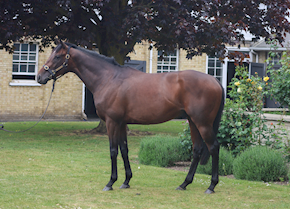 KOKBASTAU makes it two wins in quick succession