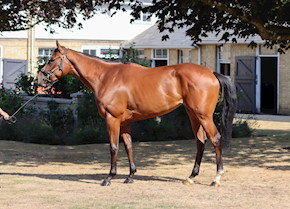 A demolition job for BINTWARD at Salisbury