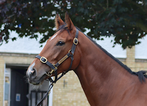 KAGUYAHIME shines bright at Haydock