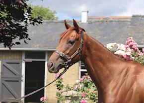 KAINDY finds sweet spot at Kempton