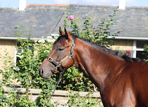 HAYATE hunts them down at Kempton