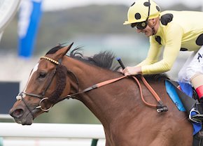 AJMAN PRINCESS (IRE)