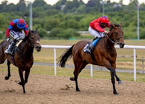 Australis matures into smart stayer