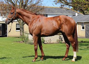 Montather streaks clear in Thirsk novice