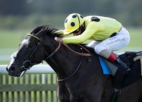 Royal Champion lives up to his name with debut success