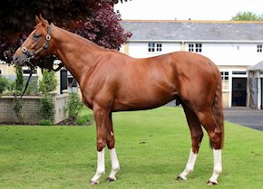Three smart horses provide a treble at Newcastle