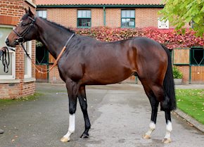 Affwonn makes a winning debut at Wolverhampton