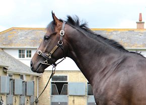 Invincible Swagger strikes on debut at Kempton