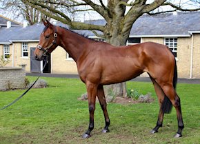 Save A Forest breaks her maiden at Wolverhampton