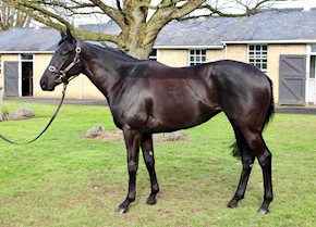 EXUDING wins on debut in fine style at Redcar.