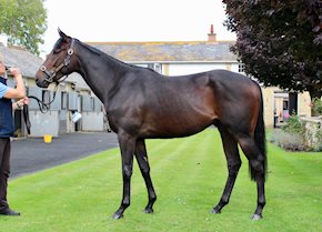 Preview of LEGION OF HONOUR in the 2000 Guineas at Newmarket
