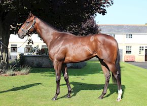 GREAT KING puts in a scorching performance on his seasonal debut at Newcastle.