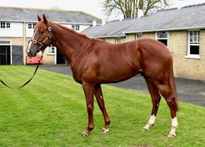 Frankel colt FANTASTIC FOX strikes at Hamilton