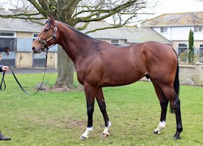 VALYRIAN STEEL impresses in a tightly run race at Kempton