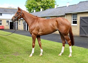 STRAWBERRI gets off the mark at Haydock