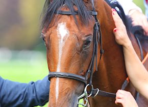 Teona heads to the Breeders Cup Meeting