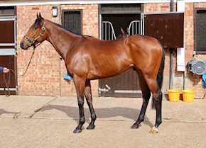 An impressive seasonal debut for DUSKY LORD