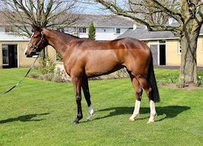 An emphatic first victory for DIVINE JEWEL at Lingfield