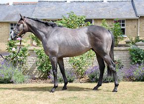 A winning debut for CHARYN at Haydock