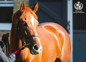 Juveniles flying high at Kempton