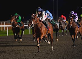 TYNDRUM GOLD shines bright at Kempton