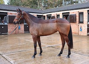 CREME DE CACAO sheds her maiden tag