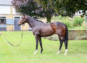 SIR WINSTON wins at Epsom!