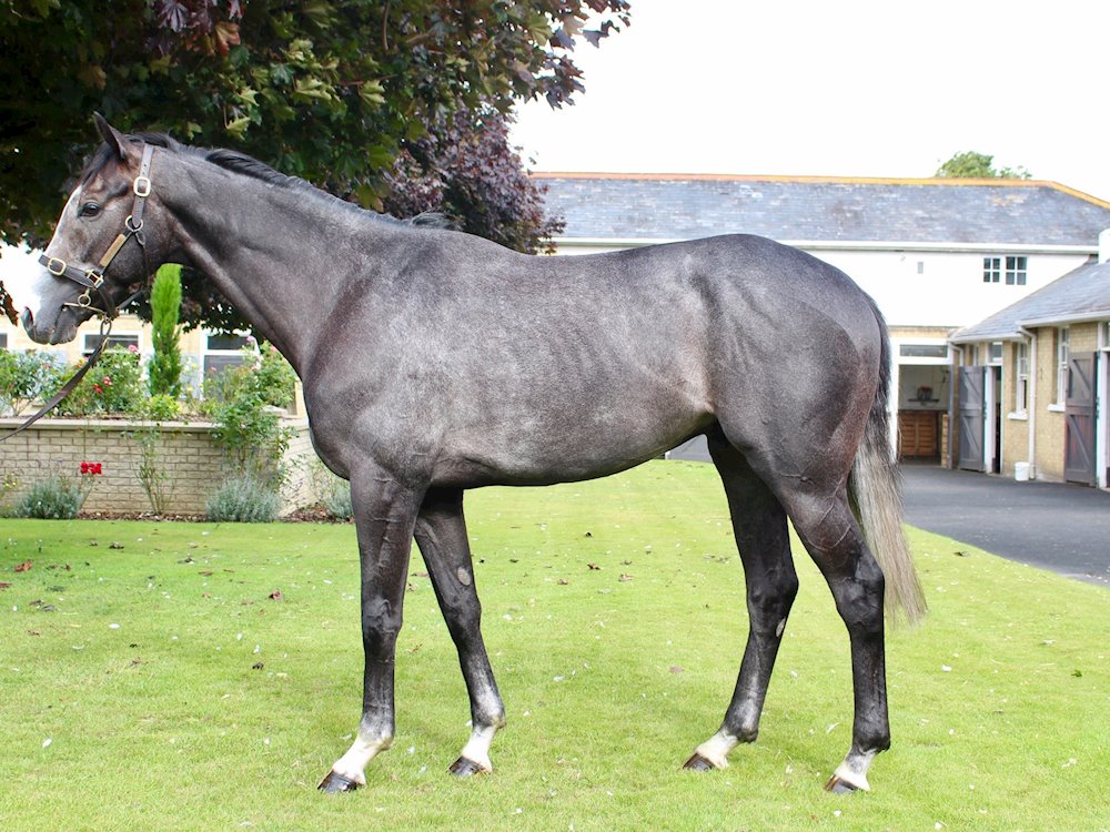 Highclere double - Varian Stables