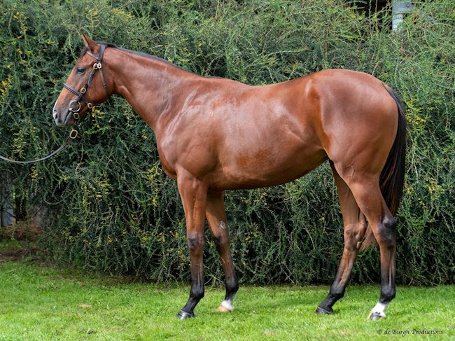 Phoenix Of Spain (IRE) ex Navette (IRE) B.F.