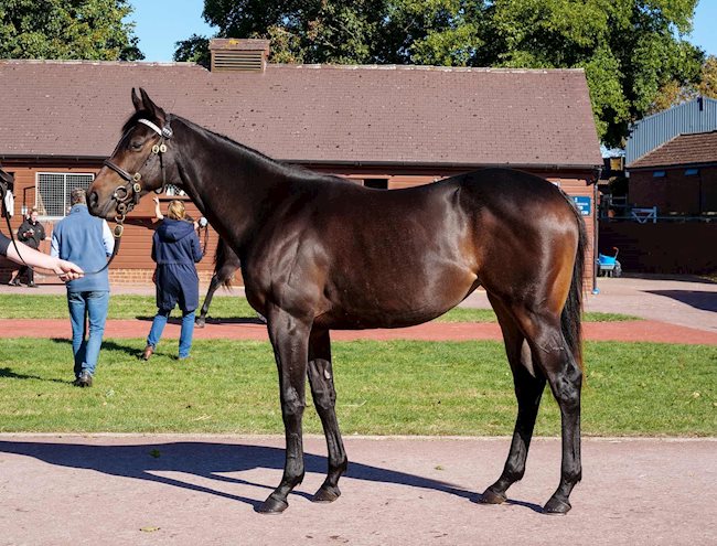 Masar (IRE) ex Crystal Path (IRE) B.F.