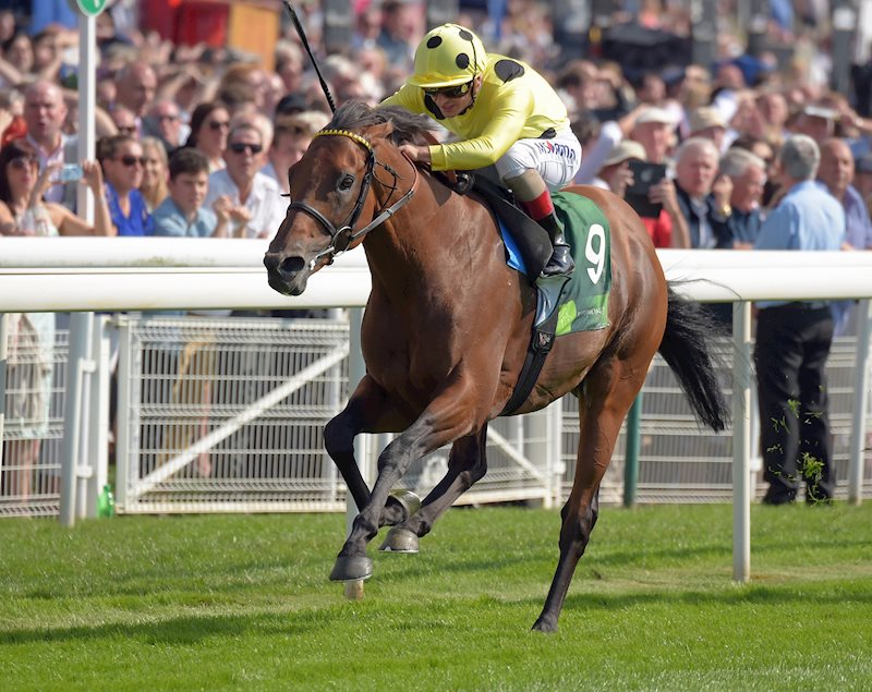 Postponed winning the Juddmonte International at York, August 2016