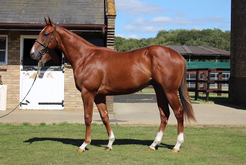 Equiano x Miss Rimex (colt)