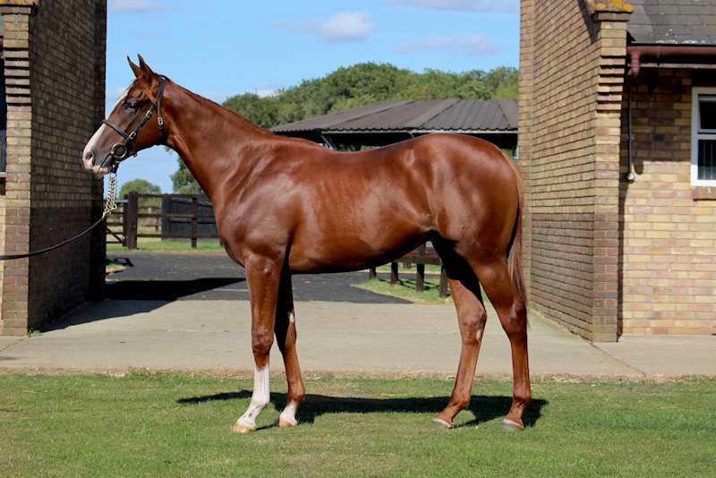Mayson x Moon Goddess (colt)