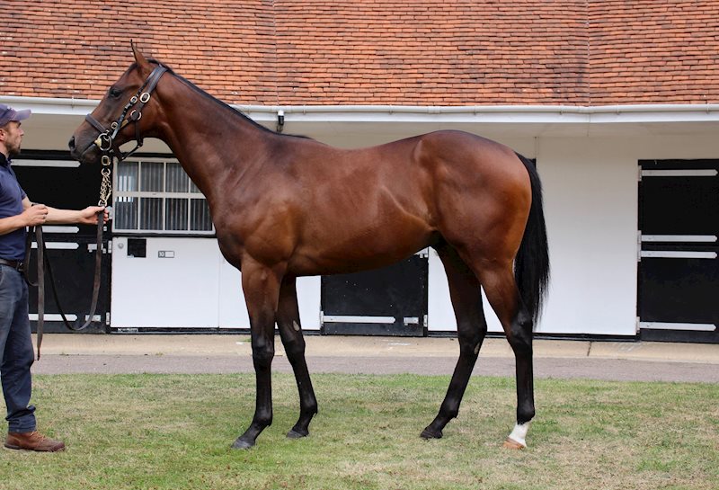 New Bay x Soteria (colt)